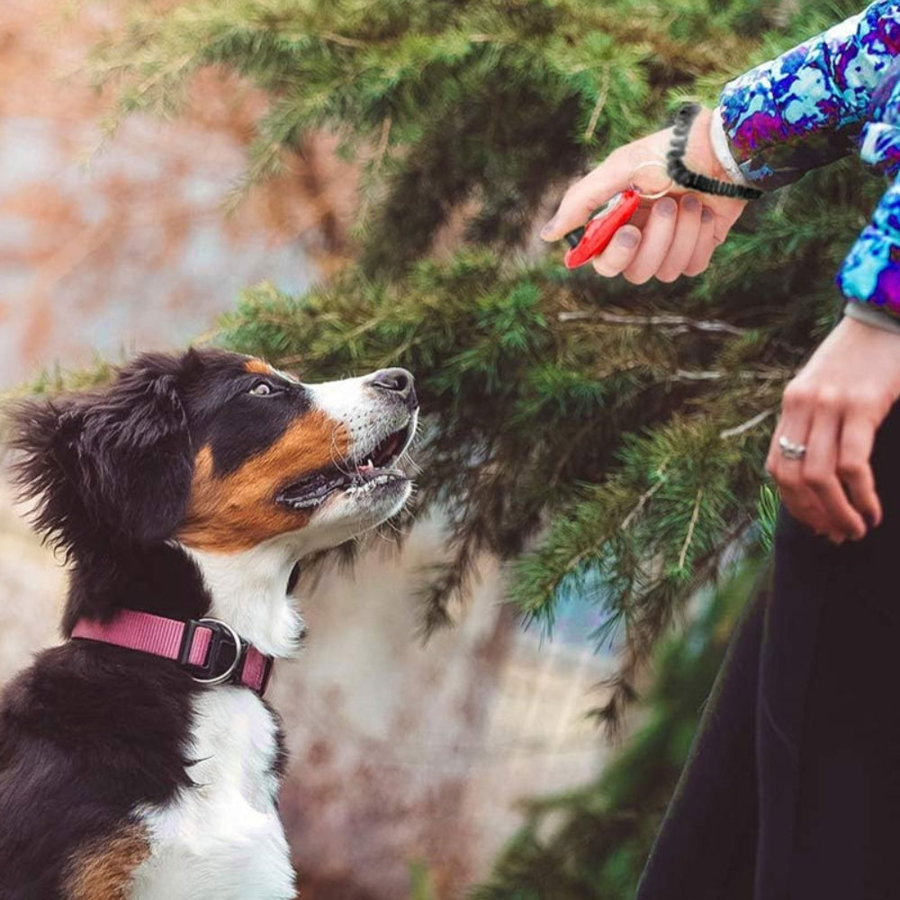 Clicky™ - Clicker de dressage BRANDLABS – THÈME ANIMAUX